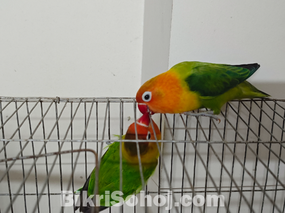 Love bird pair